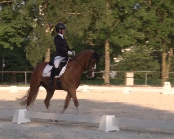 Reitturnier Rot am See- Musdorf 2023