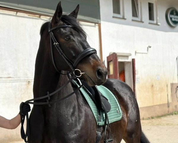 horse Hotspot (German Sport Horse, 2015, from Summertime)