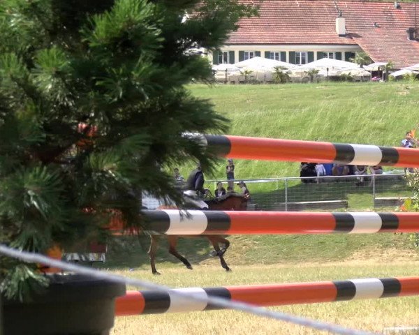 Reitturnier Meilen 2023