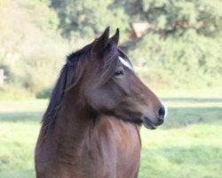 horse Annika Melonika (Welsh Partbred, 2007)
