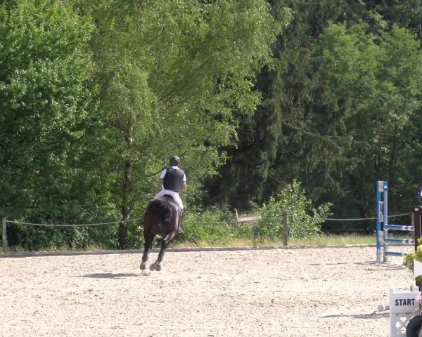 Reitturnier Meilen 2023