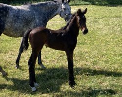 stallion Vintango (Westphalian, 2023, from Victory 27)