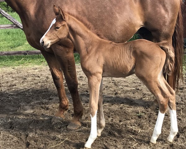 dressage horse Ziemlich Bester Freund (Hanoverian, 2019, from Zoom)