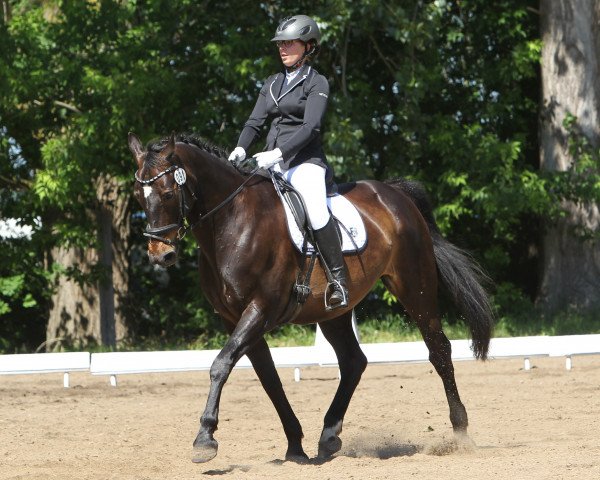 Dressurpferd Conway 22 (Deutsches Sportpferd, 2004, von Cardenio)