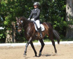 Dressurpferd Conway 22 (Deutsches Sportpferd, 2004, von Cardenio)