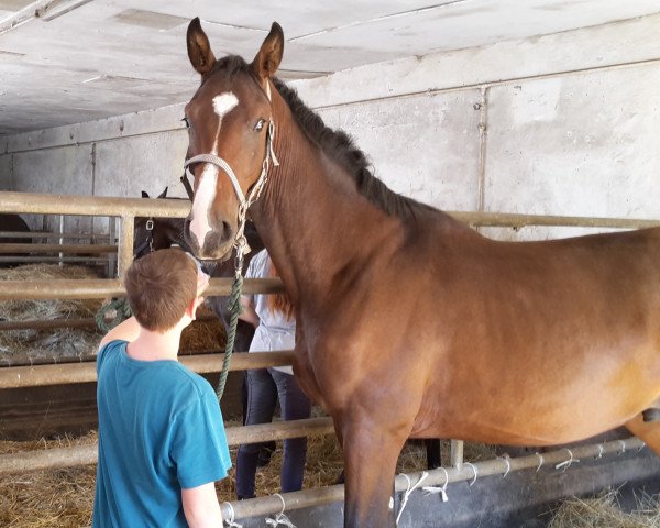 stallion Schlaubicus G (Hanoverian, 2014, from Spartacus TN)