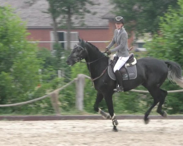 Reitturnier Handorf 2023