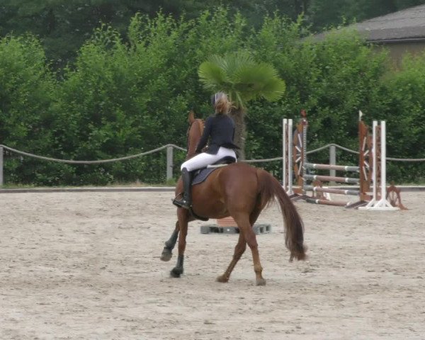 Reitturnier Handorf 2023
