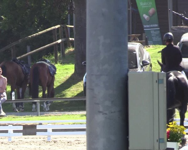 Reitturnier Fröndenberg 2023
