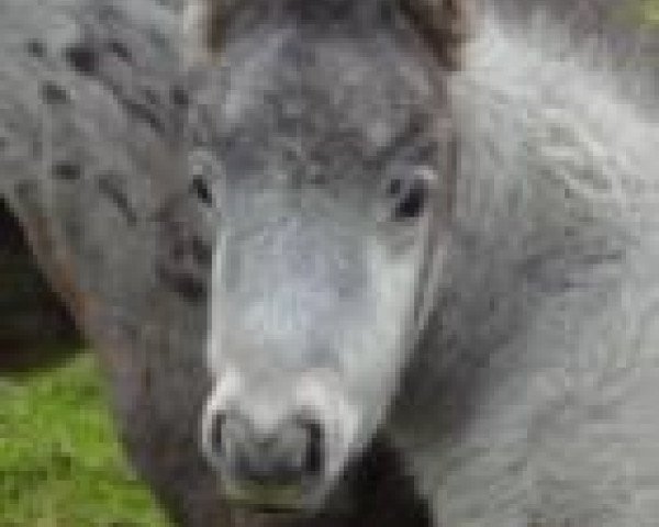 Gestüt Ziegengütl Familie Kaiser