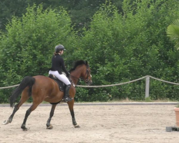 Reitturnier Handorf 2023