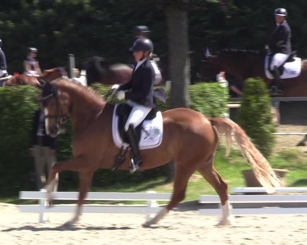 Reitturnier Fröndenberg 2023