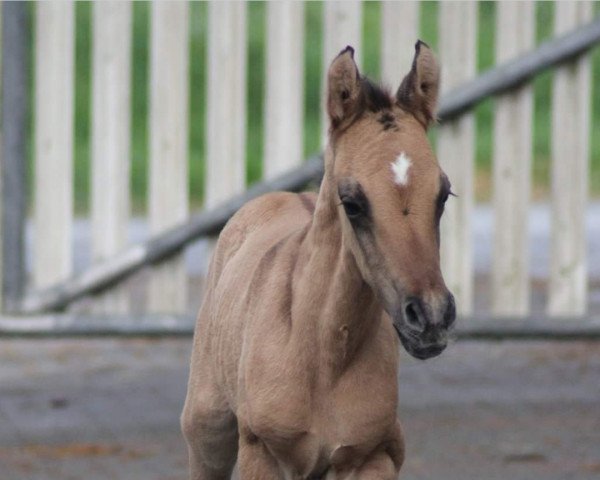 Pferd Steverheides Ducati (Deutsches Reitpony, 2020, von Dance Away 3)