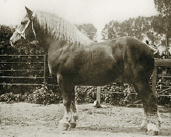 stallion Indigène du Fosteau (Brabant/Belgian draft horse, 1902, from Brin d'Or) stallion Indigène du Fosteau (Brabant/Belgian draft horse, 1902, from Brin d'Or)