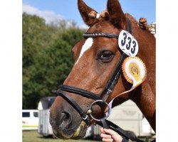 dressage horse Charly (German Riding Pony, 2003)