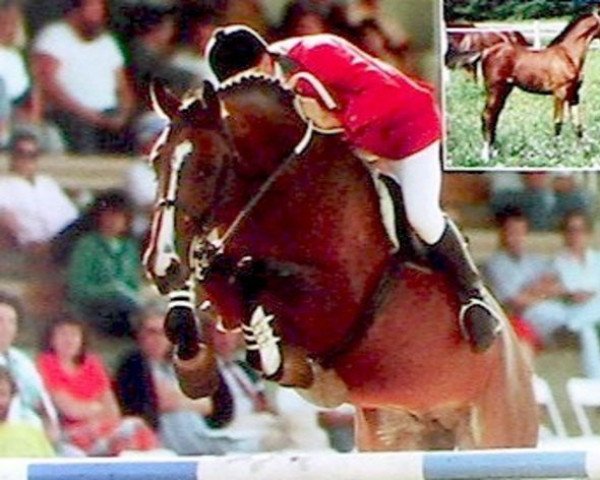Deckhengst Quaser de l'Ile (Selle Français, 1982, von Protocole xx)