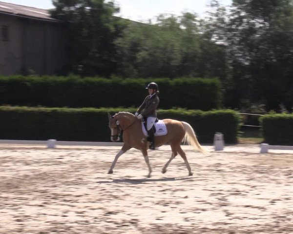 Reitturnier Wingerode 2023