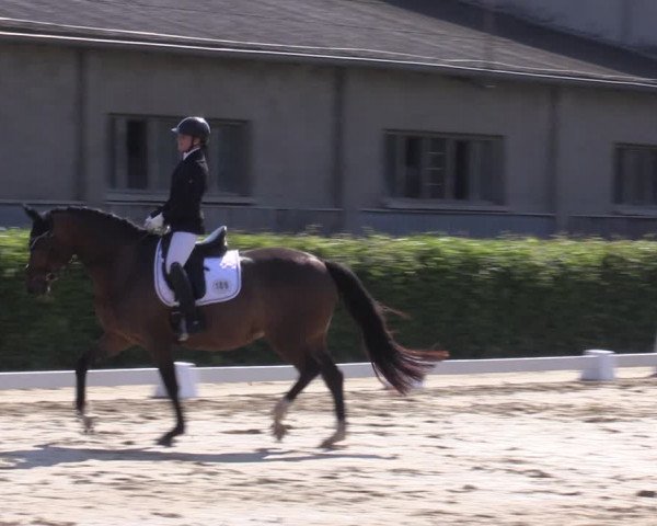Reitturnier Wingerode 2023