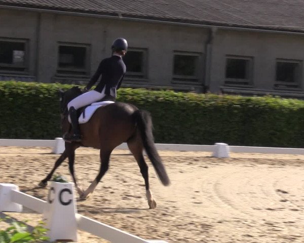 Reitturnier Wingerode 2023