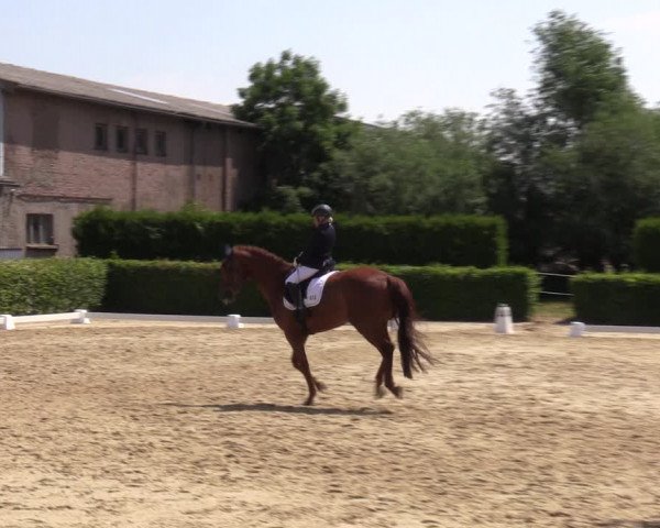 Reitturnier Wingerode 2023