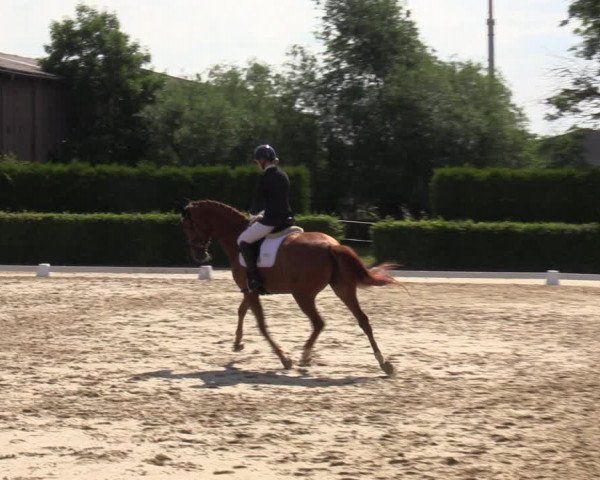 Reitturnier Wingerode 2023