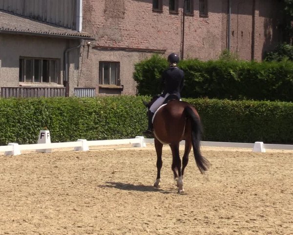 Reitturnier Wingerode 2023