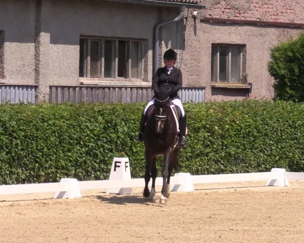 Reitturnier Wingerode 2023