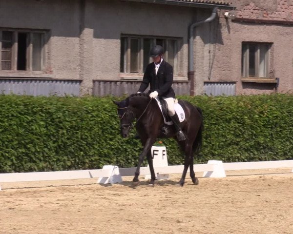 Reitturnier Wingerode 2023