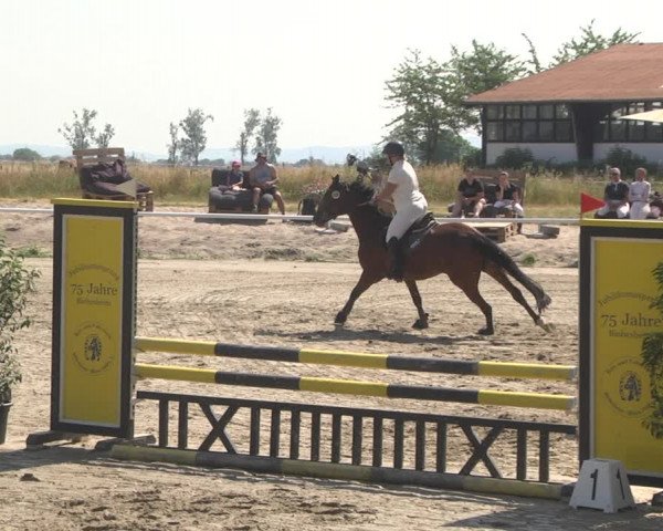 Reitturnier Biebesheim 2023