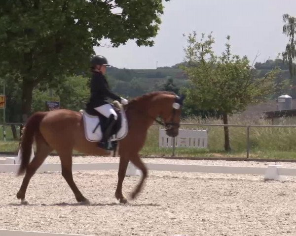 Reitturnier Rot am See- Musdorf 2023