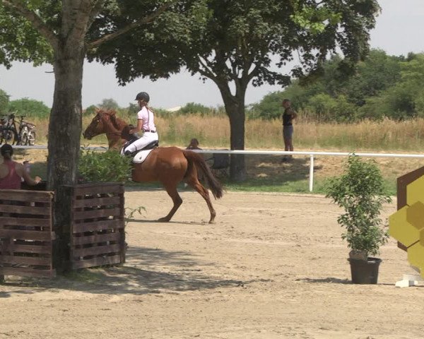 Reitturnier Biebesheim 2023