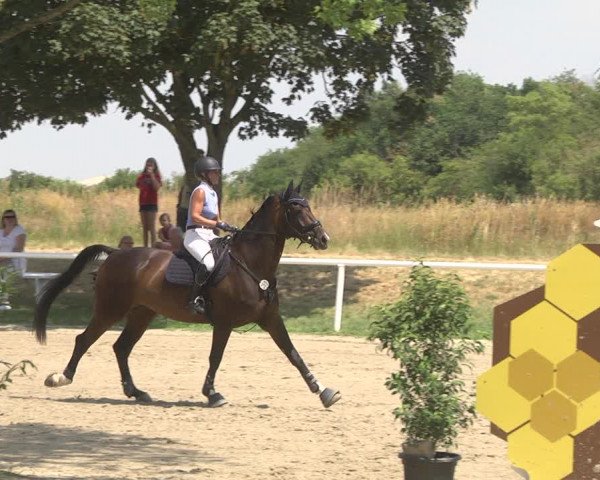 Reitturnier Biebesheim 2023