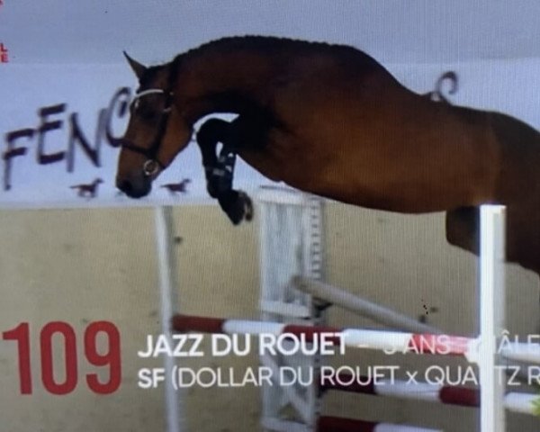 horse Jazz du Rouet (Selle Français, 2019, from Dollar du Rouet)