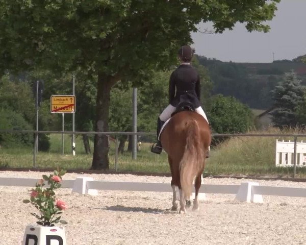Reitturnier Rot am See- Musdorf 2023