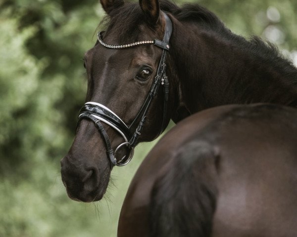 dressage horse Farouche 68 (Westphalian, 2010, from Flanagan)