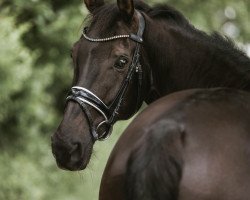 dressage horse Farouche 68 (Westphalian, 2010, from Flanagan)