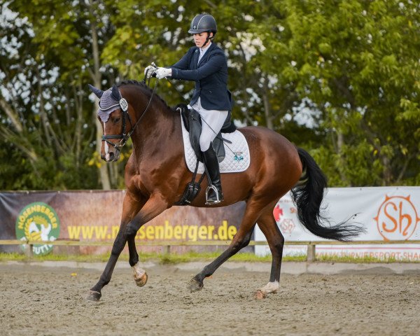 jumper Schneeräuber Ke (Trakehner, 2016, from All Inclusive)
