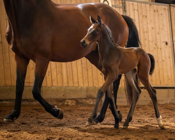 horse First Surprise (Oldenburg, 2023, from Fürst Zonik PS)