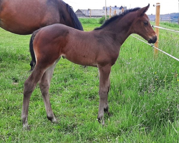 broodmare Queritana (Zangersheide riding horse, 2021, from Querido Vg)