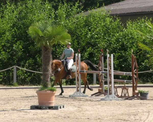 Reitturnier Handorf 2023