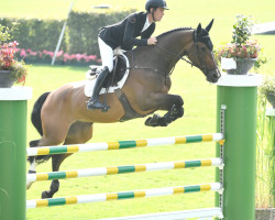 jumper Hello Franklin (anglo european sporthorse, 2011, from Billy Mexico)