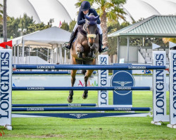 jumper Latte Macchiato (Irish Sport Horse, 2013, from Eldiam de Reve)