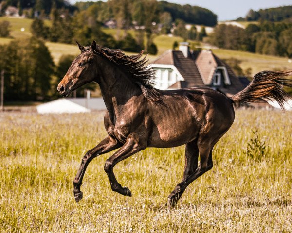 Pferd Majestic Lady (Westfale, 2022, von Majestic Taonga)