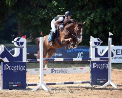 Springpferd Latin Lover Di Villagana (Italienisches Warmblut, 2016, von Baloubet du Rouet)