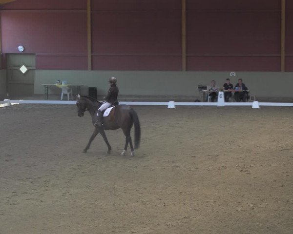Reitturnier Angermünde/Pinnow 2023