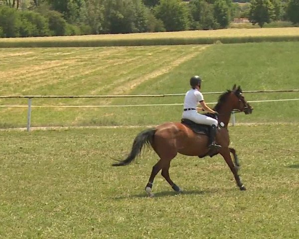 Reitturnier Bad Windsheim/Mfr. 2023