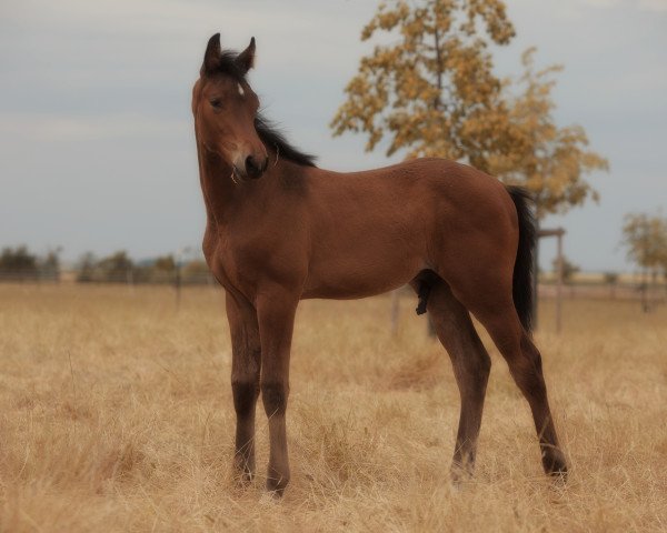 horse Hengst von Coros / Lasino (Holsteiner, 2023, from Coros NRW)