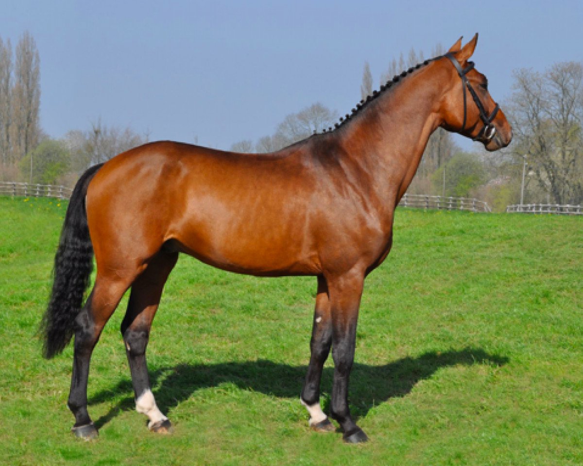 stallion Top Gun Semilly (Selle Français, 2007, from Quaprice Z)