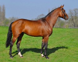 stallion Top Gun Semilly (Selle Français, 2007, from Quaprice Z)
