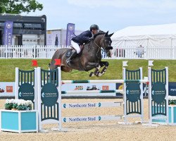 jumper Zirocca Zoom (anglo european sporthorse, 2015, from Zirocco Blue)